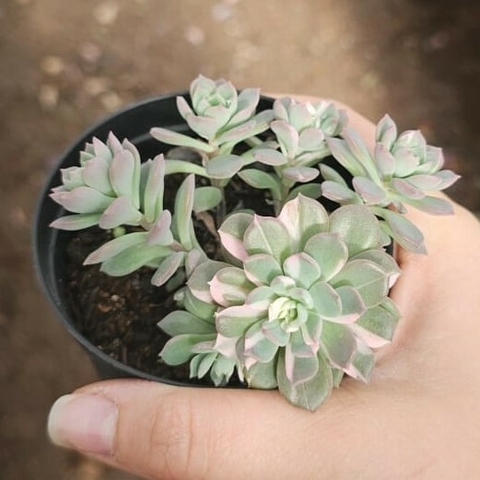 Echeveria Sigrid Variegata