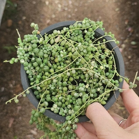Colar de Perolas Variegata