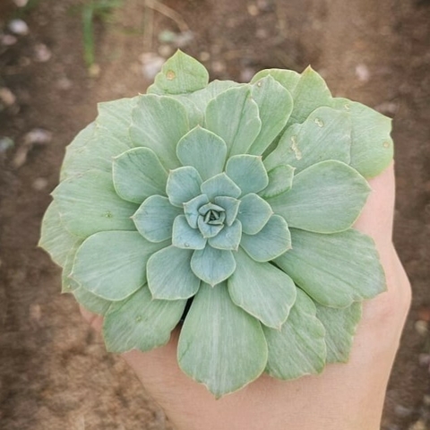 Echeveria Silver River Variegata