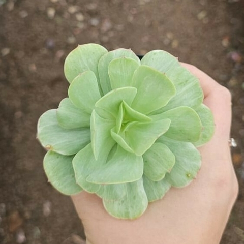 Echeveria Mandala Citrus Variegata