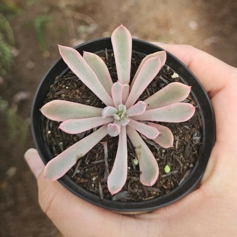 Echeveria Hoveyi Variegata