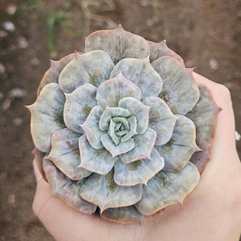Echeveria Magic Ball