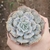 Echeveria Magic Ball