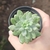 Echeveria New State Variegata