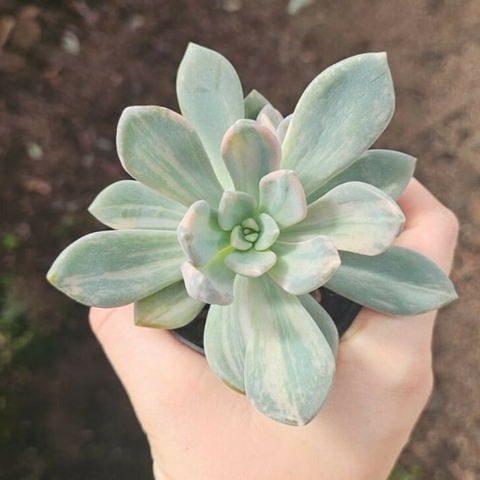 Graptoveria Lavander Variegata