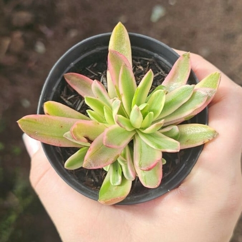 Crassula Capitella Campfire Variegata
