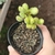 Cotyledon Tomentosa Variegata