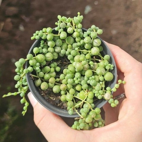 Colar de Perolas Variegata
