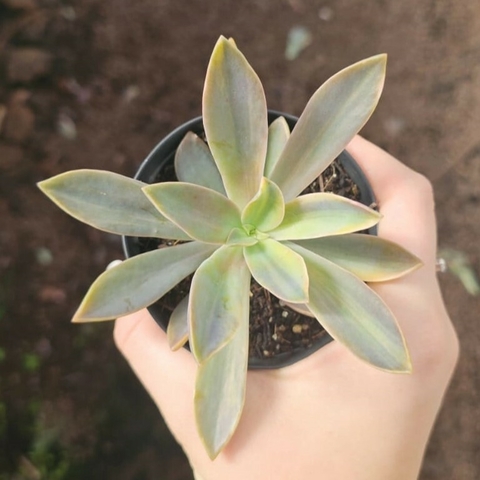Graptoveria Fred Ives Variegata