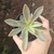 Graptoveria Fred Ives Variegata
