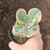 Kalanchoe Variegata