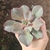 Echeveria Fury Variegata