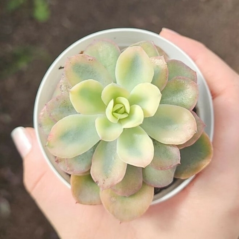 Echeveria Pink Vera Variegata