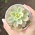 Echeveria Pink Vera Variegata