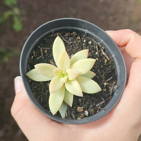 Pachyveria Power Puff Variegata Aurea