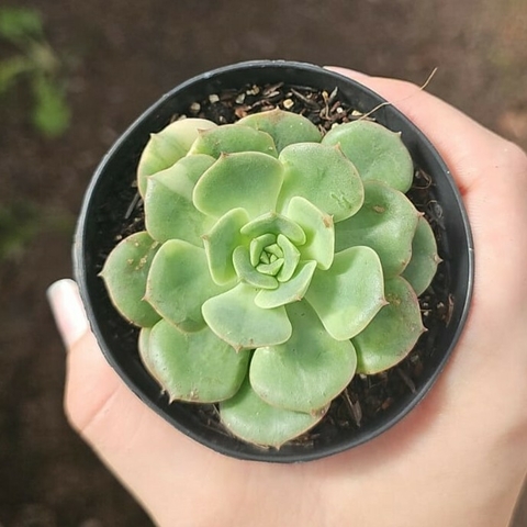 Echeveria Nicksana Variegata