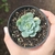 Echeveria Deresina Variegata