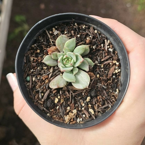 Echeveria Olivia Variegata