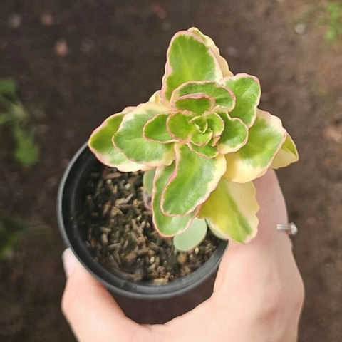 Kalanchoe Variegata