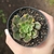 Echeveria Montserrat Variegata