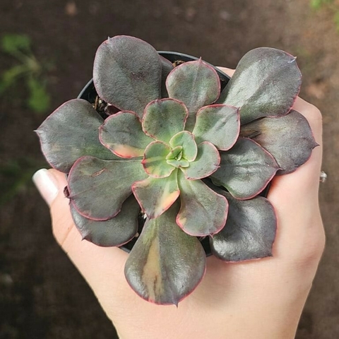 Echeveria Painted Frills Variegata