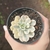 Echeveria Macedonia Variegata