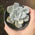 Echeveria Crispate Beauty Variegata
