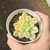 Echeveria Pretty in Pink Variegata