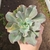 Echeveria Curls Variegata