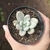 Graptoveria Opalina Variegata
