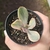 Echeveria Zorro Variegata