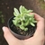 Sedum Adolphi Variegata