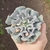 Echeveria Cubic Frost Variegata
