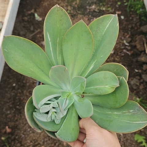 Echeveria H. German Variegata