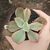 Echeveria Tornado Variegata
