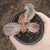 Echeveria Fimbriata Variegata