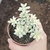 Sedum Mirinae Variegata