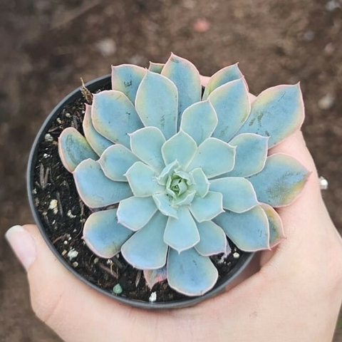 Echeveria Blue Heron Variegata