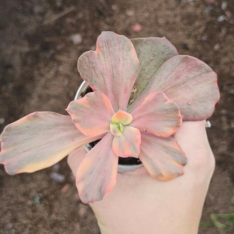 Echeveria Suyon Frill Variegata