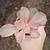 Echeveria Suyon Frill Variegata