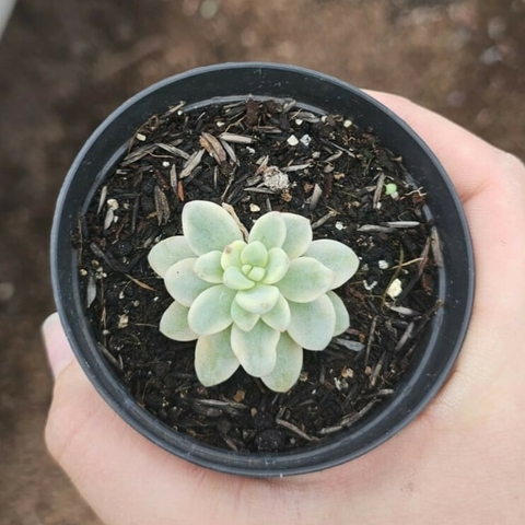Sedum Clavatum Variegata
