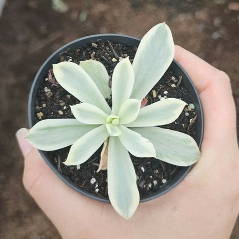 Echeveria Japan Moon River Variegata