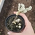 Crassula Marnieriana Variegata