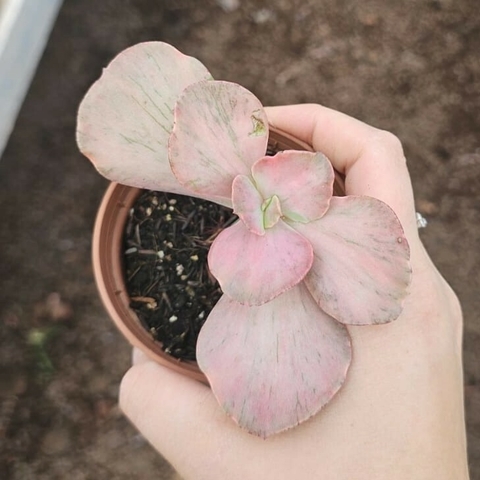 Echeveria Only One Variegata
