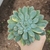 Echeveria Adorm Variegata