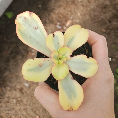 Echeveria Suyon Variegata