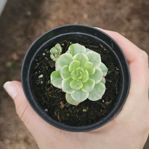 Sedeveria Letizia Variegata