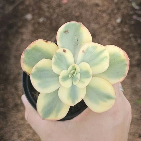 Echeveria Suyon Variegata