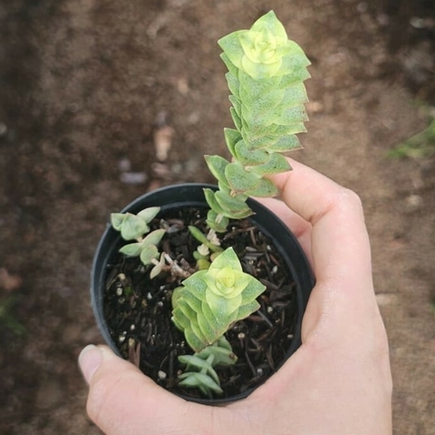 Crassula Perforata Variegata