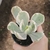 Echeveria Sweet Snow Variegata